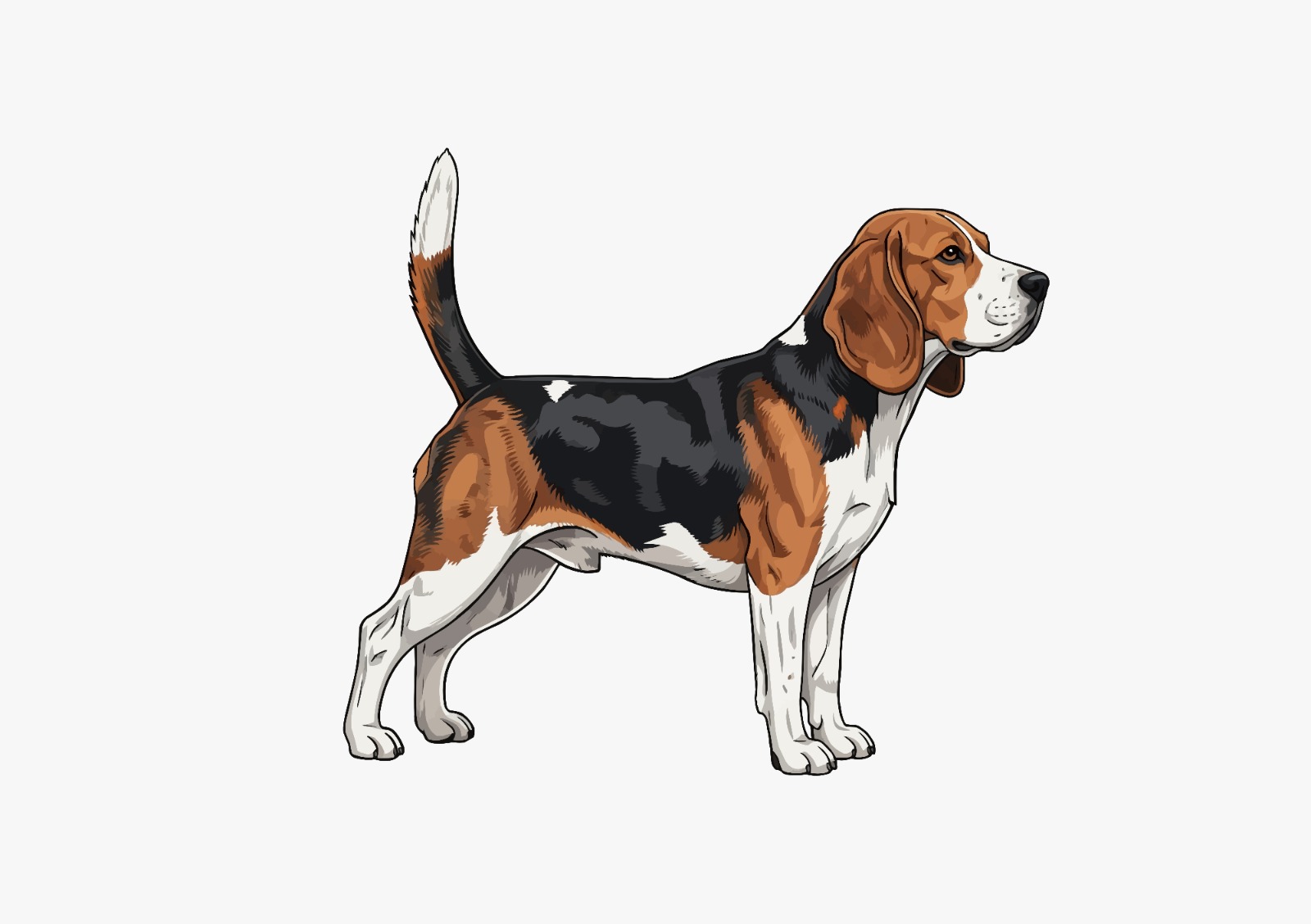 Hund – häufige Behandlungen