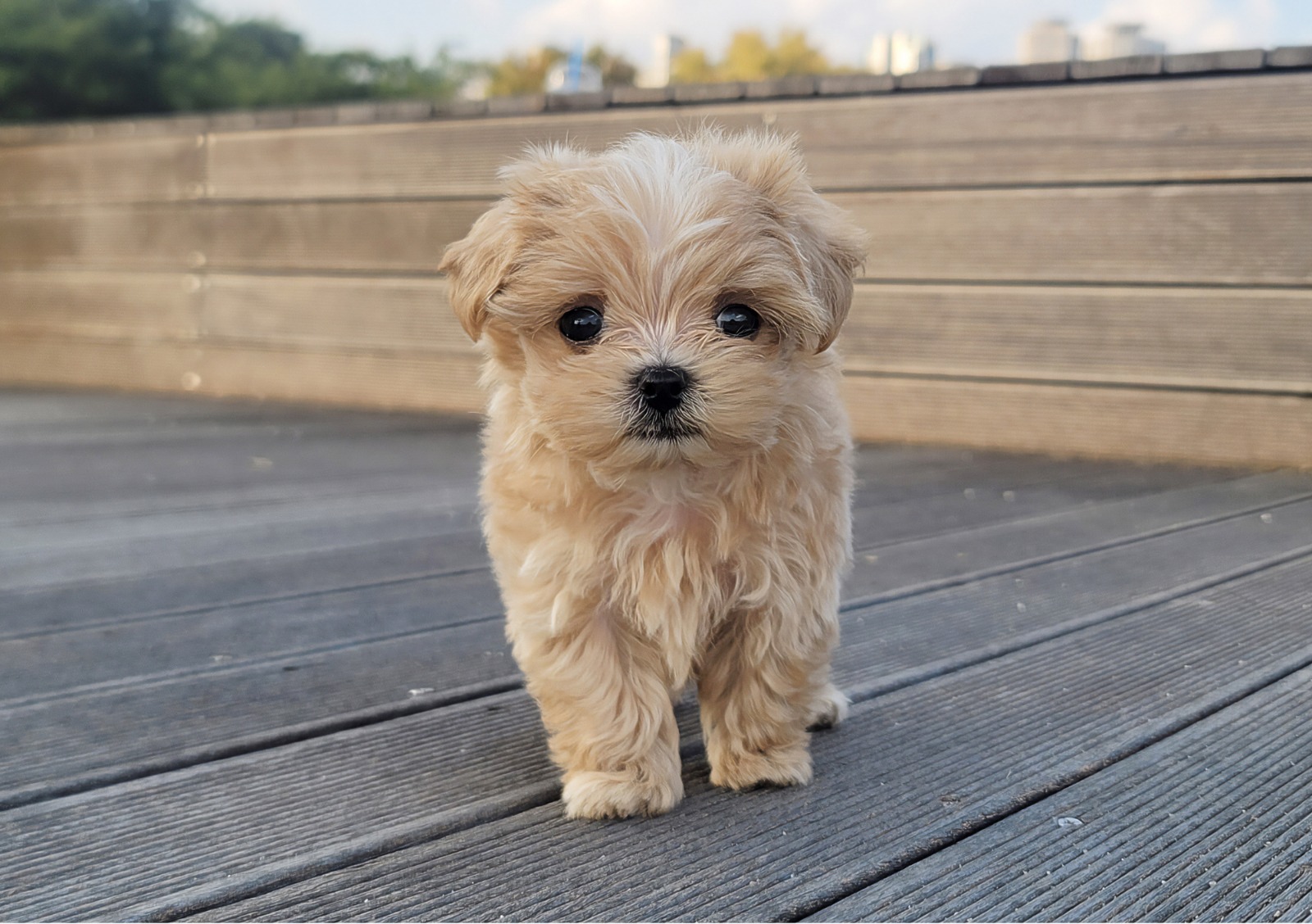 Freie Tierarztwahl & Direktabrechnung